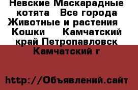 Невские Маскарадные котята - Все города Животные и растения » Кошки   . Камчатский край,Петропавловск-Камчатский г.